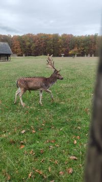 fotografie z alba MŠ 25/26  Na exkurzi v oboře